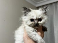 2 aylık british longhair