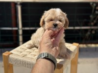 Petmode köpek çiftliğinde ziyarete açık maltipoo