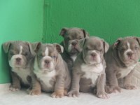 SİTENİN EN RENKLİ EN MÜTEVAZİ BULLDOG ŞEKERLERİ