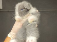 HOLLANDA LOP TAVŞANLARIMIZ