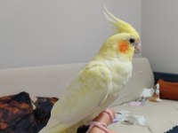 Yavru sultan papağanı 4 aylık