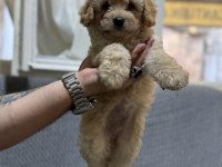 Maltipoo yavrularımız kayısı renk
