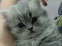 Kendi kedimin son british longhair yavrusu