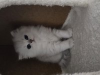 British Longhair Yavrular