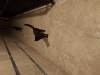 Acil binamızım içinde yaşayan tekirleri sahiplendiriyoruz