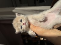 Ay12 Blue Golden Show Kalite British Shorthair