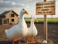 Satılık KARMA KÖY HOROZ VE TAVUKLAR