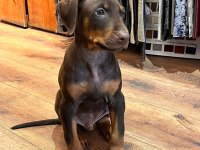 Kızıl doberman