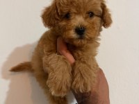 TOY POODLE BEBEKLER