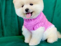 ORİJİNAL POMERANİAN BOO YAVRULARI
