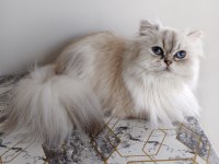 Kısır british longhair ücretsiz sahiplendirme