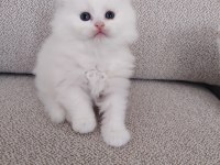 Kar Beyazı British Longhair Yavrular