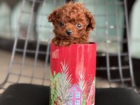 Petmode köpek çiftliğinden tea cup kore poodle
