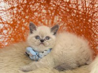 British Shorthair Dişi Erkek Sevimli Yavrular