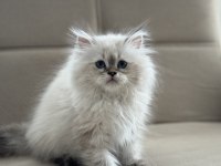 British longhair kedimiz
