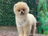 Evlerinize getirecek pomeranian boo yavrularımız hazır