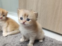 British longhair kedilerimiz