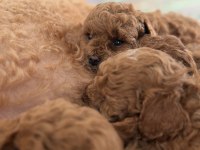 Toy Poodle Bebek Yavrularım