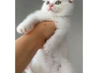 Yavru beyaz scottish fold