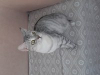 British shorthair kızımız