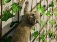 45 günlük scottish fold yavrularımız sahiplendirmeye hazır