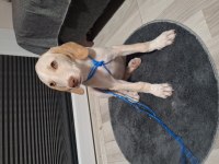 Acil Ücretsiz Sahiplendirme Köpeğimiz