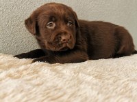 Labrador Bebeklerimiz