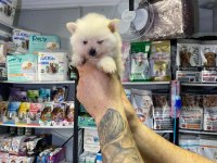 Pomeranian Dişi Erkek Yavrularımız