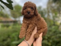 Toy poodle bebekler