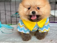En güzelini isteyenlere pomeranian kardeşler