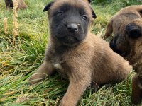 Belçika malinois yavrularımız sağlık ve ırk garantili