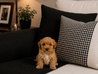 Maltipoo Can Dostlar