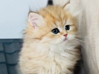 Ny24 golden yavru british longhair