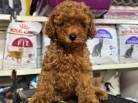 Kore Kan Poodle