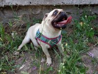 Ücretsiz Pug