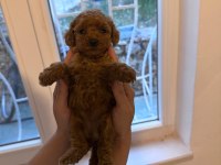 Toy poodle yavrularım yeni evini bekliyor
