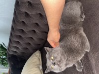 British shorthair kedimiz