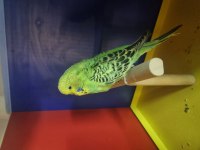 Şow jumbo yavru muhabbet kuşu