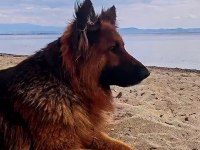 3 yaşında dişi showline alman kurdu