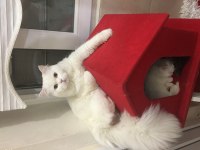 Pamuk babasının british longhair yavruları