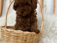 Toy poodle bebekler