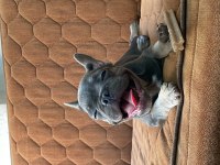 Fransız buldog lilac tan
