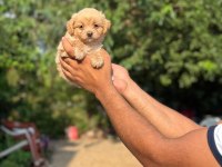 AŞILI ÇİŞ EĞİTİMLİ MALTİPOO BEBEKLER 