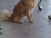 0 numara pomeranian spitz erkek ve dişi