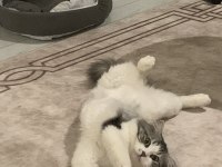 Kavuna kalıcı yuva Acil chinchilla