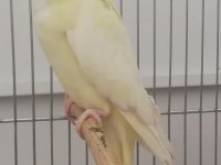 Bebek sultan papağanları