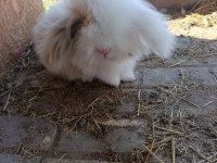 Hollanda Lop Tavşan