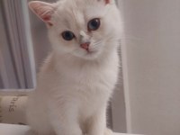 Oyun Delisi British Shorthair Fehmican