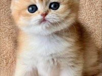 Kusursuz Güzelliğiyle Golden Ny12 British Shorthair 