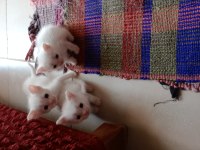 Sevimli yepyeni minik kediler